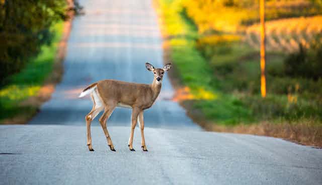 White-tailed deer in the middle of a country road