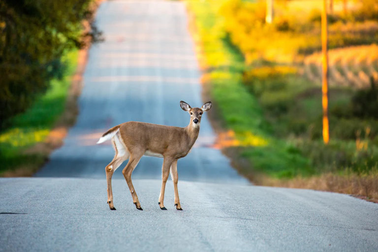 White-tailed deer in the middle of a country road