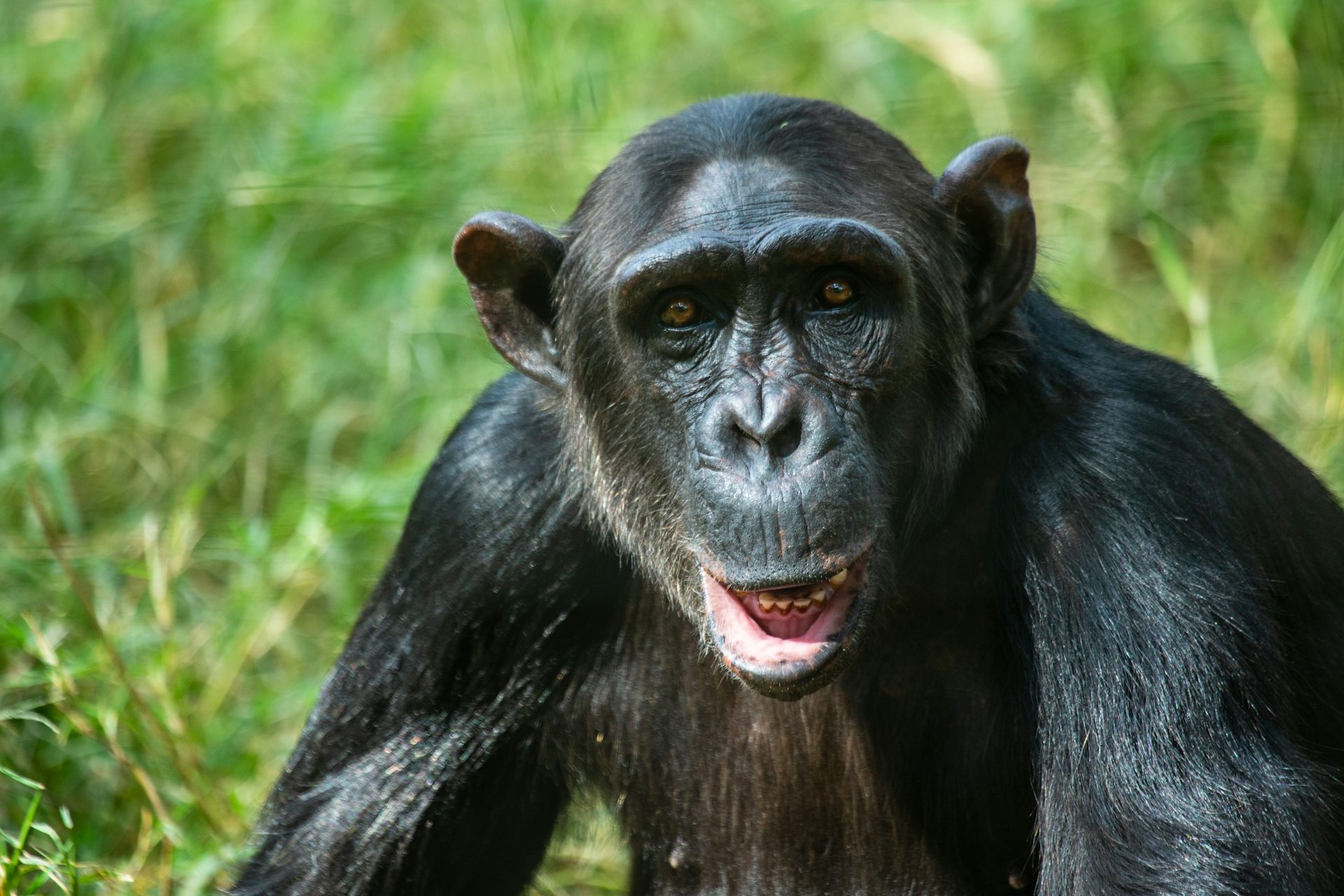 Buy a best sale chimpanzee monkey