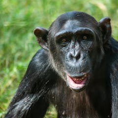 research articles in primates
