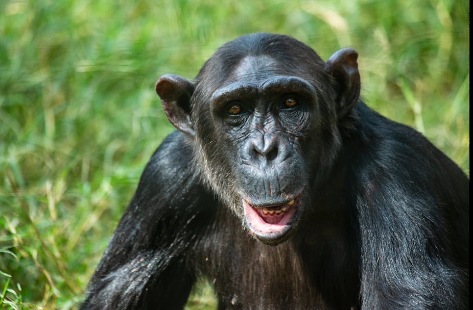 An adult chimpanzee looking towards the camera.