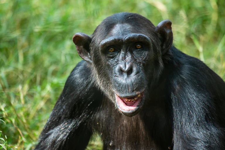 An adult chimpanzee looking towards the camera.