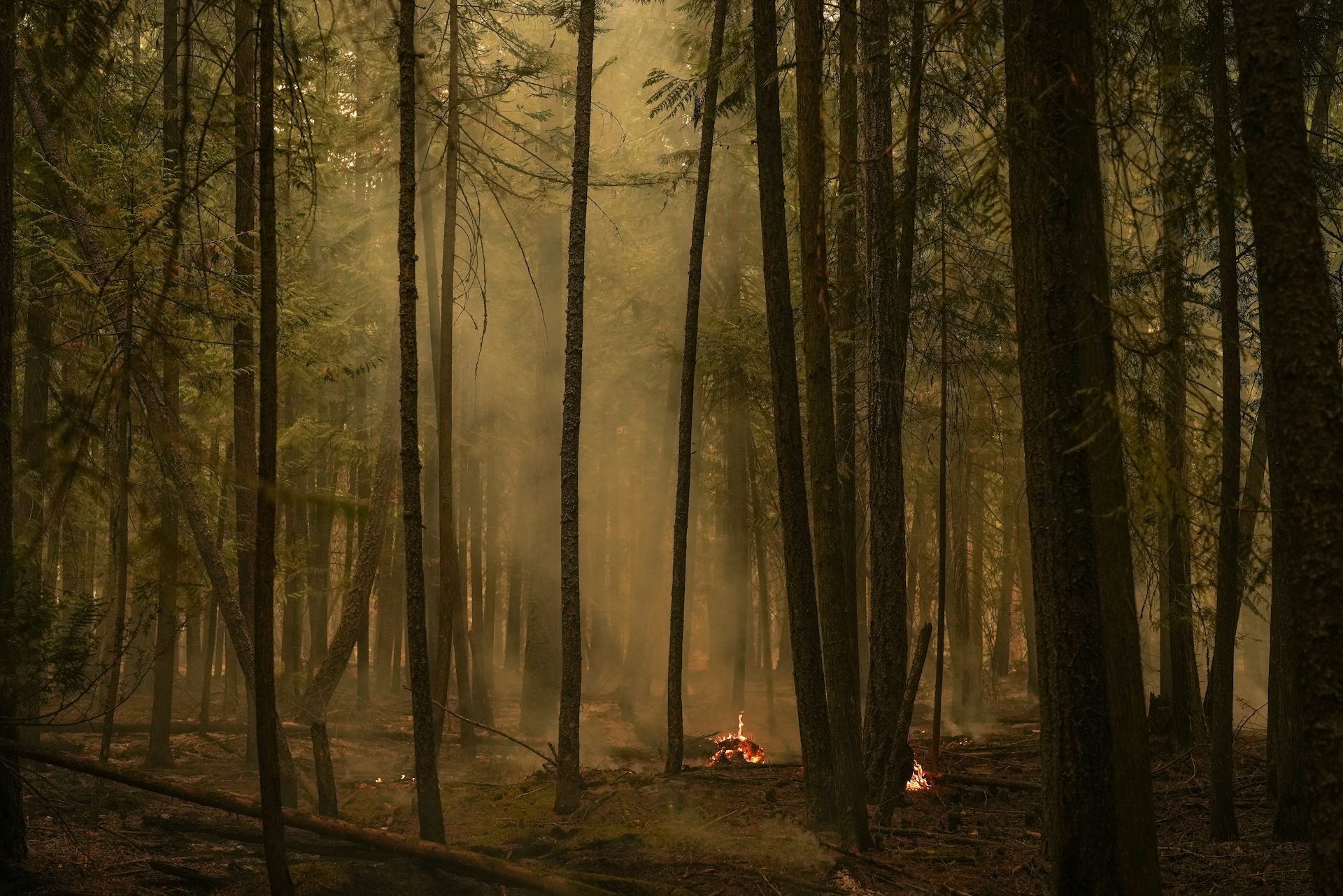 Burnt trees in a forest. A small fire smolders on the ground.