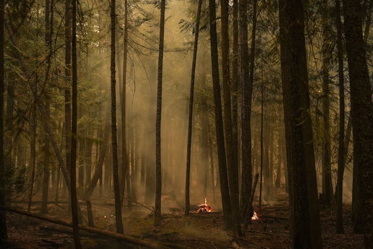 Burnt trees in a forest. A small fire smolders on the ground.