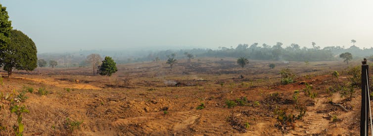 Deforestation in the Brazilian Amazon.