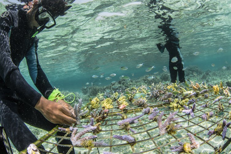 Two people restoring a coral reef.