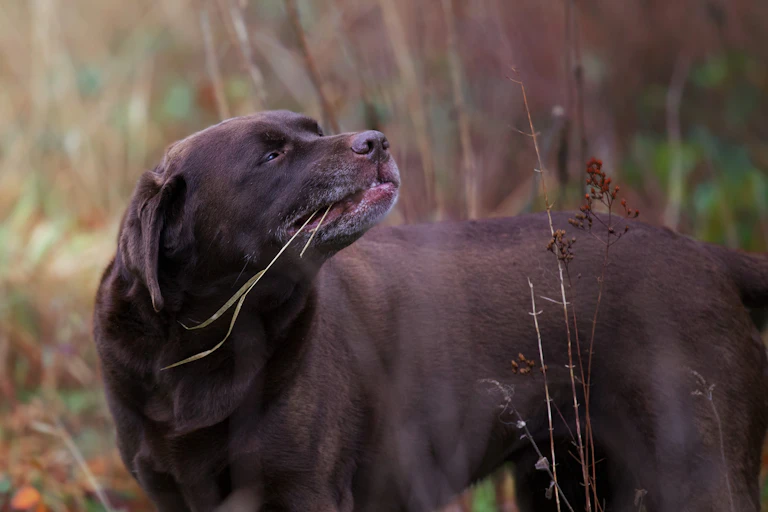 Un chien avec un épi de blé dans la gueule.