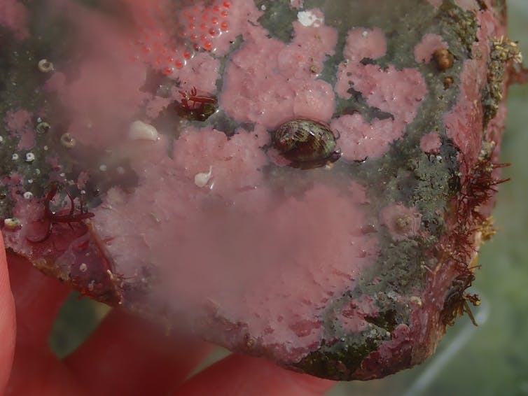 An underwater image of pink encrusting algae.