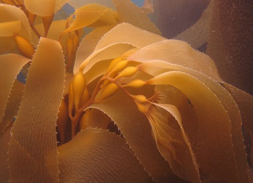 NZ’s vital kelp forests are in peril from ocean warming – threatening the important species that rely on them