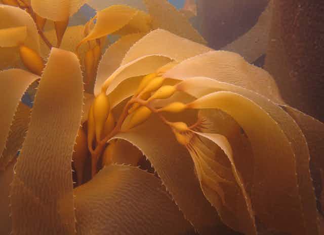 An underwater image of kelp.