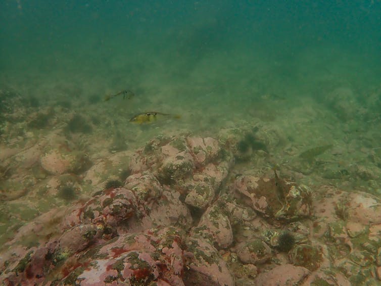 An underwater image of a site with few, smaller seaweeds.