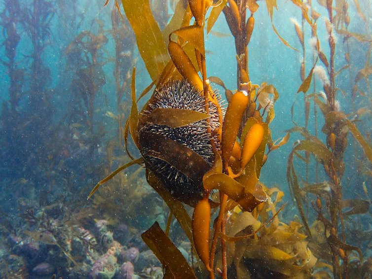 A giant kelp forest in Wellington Harbour, which provides both food and shelter for other species.