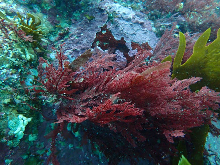 An underwater image of a small read seaweed.