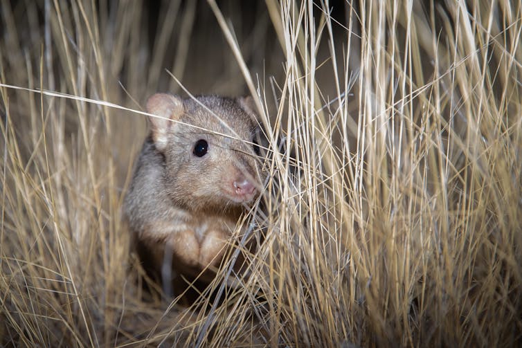 A soft small brown mammal looking through grass