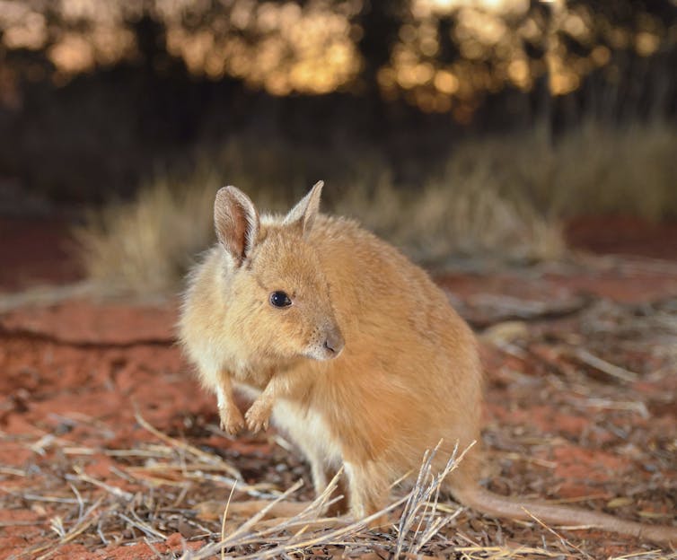 An orange small furry animal sitting on dark red sand.
