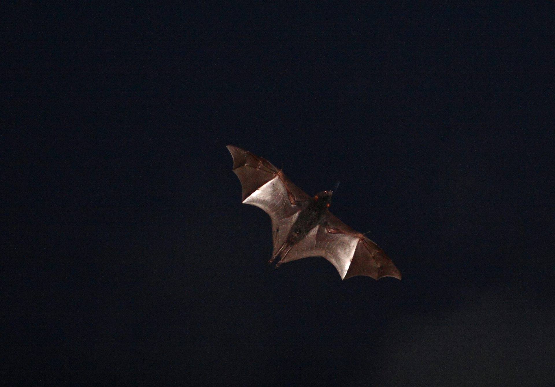 Revealed Bats Use Sunsets To Reset Their Magnetic Compasses And Fly In   C6jppwnk 1406129431 