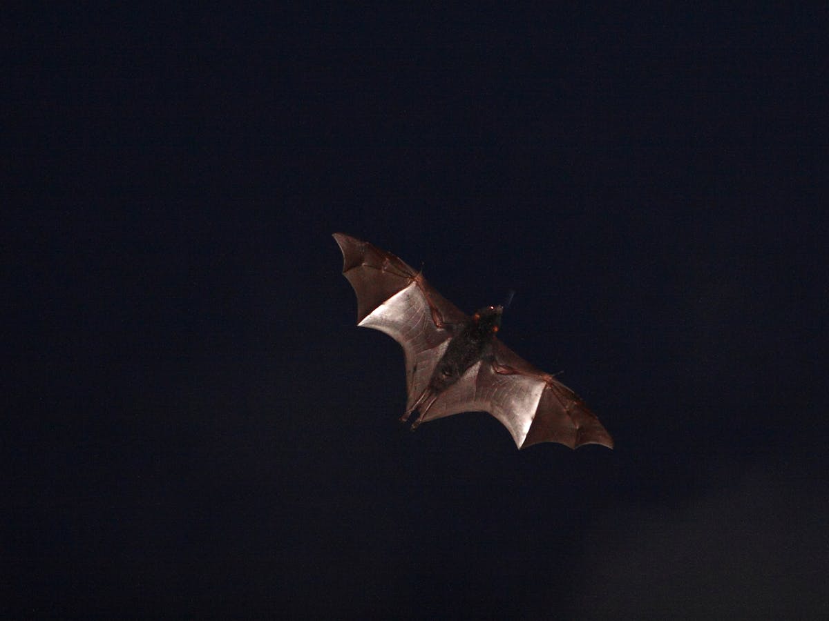 Revealed Bats Use Sunsets To Reset Their Magnetic Compasses And Fly In The Dark Revealed Bats Use Sunsets To Reset Their Magnetic Compasses And Fly In The Dark
