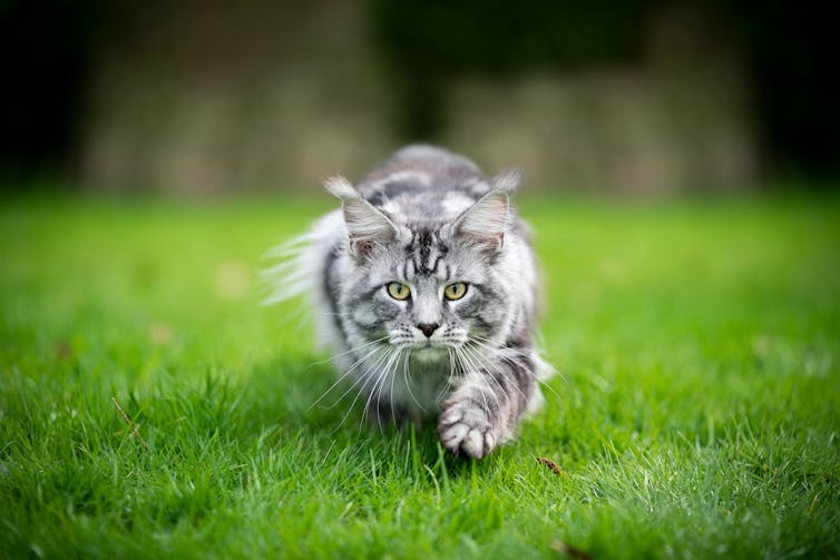 a long-haired cat stalks across green grass
