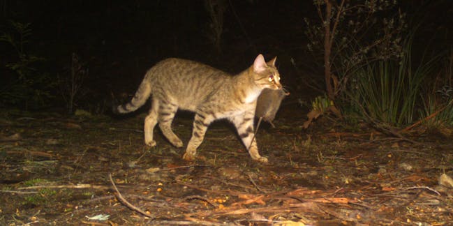 Endangered Earth: Will These Cat-Sized Carnivores Get What They Need?