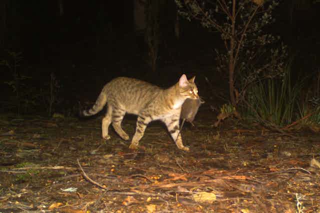 A feral cat caught in a camera trap at night as it carries its prey