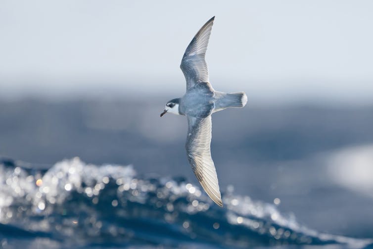 A grey and white bird flying over waves