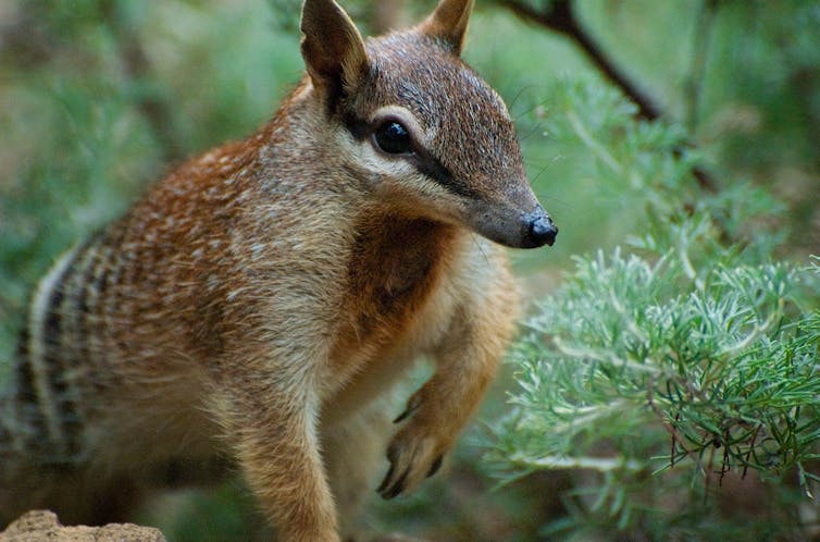 A numbat face with bright green plants behind it