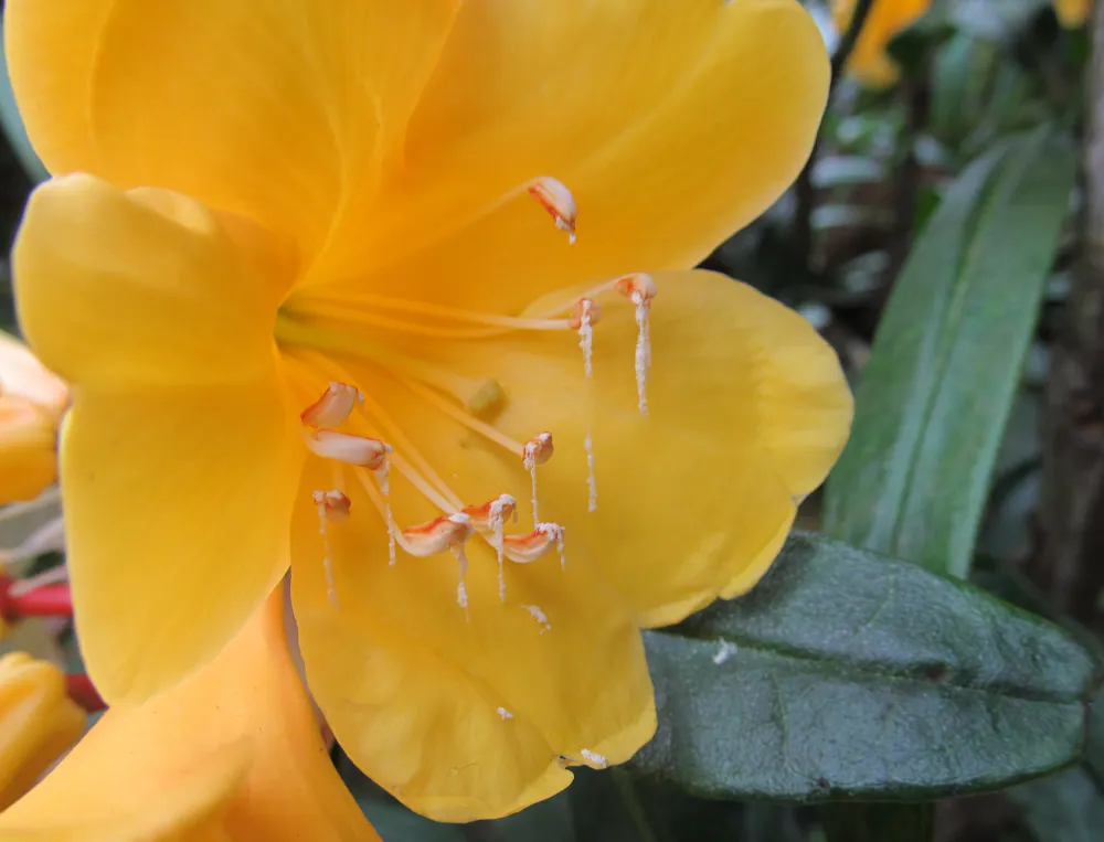 The secret world of rhododendrons: a plant more…