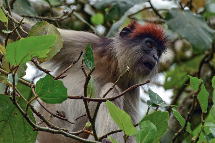 Monkey in a tree.