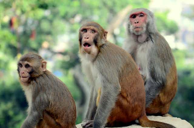Two adult and one young monkey sit together with expressive faces. 