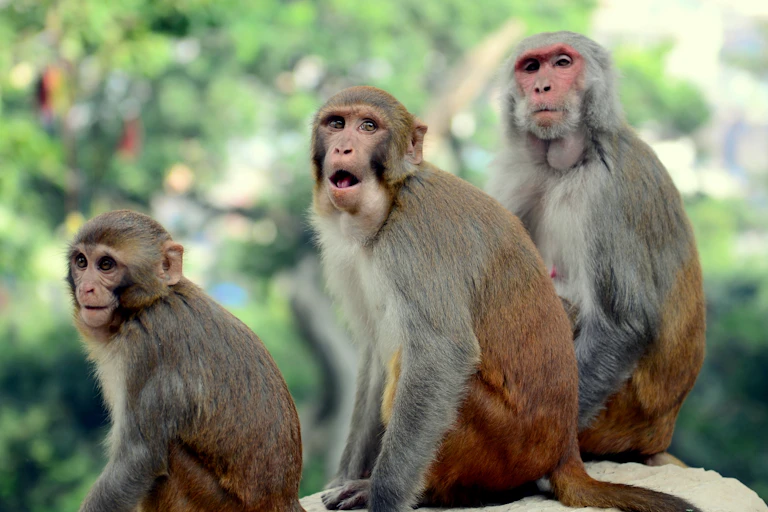 Two adult and one young monkey sit together with expressive faces.