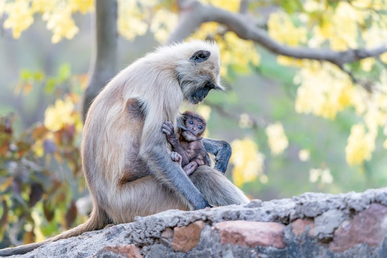 Grey female monkey cradles her baby.