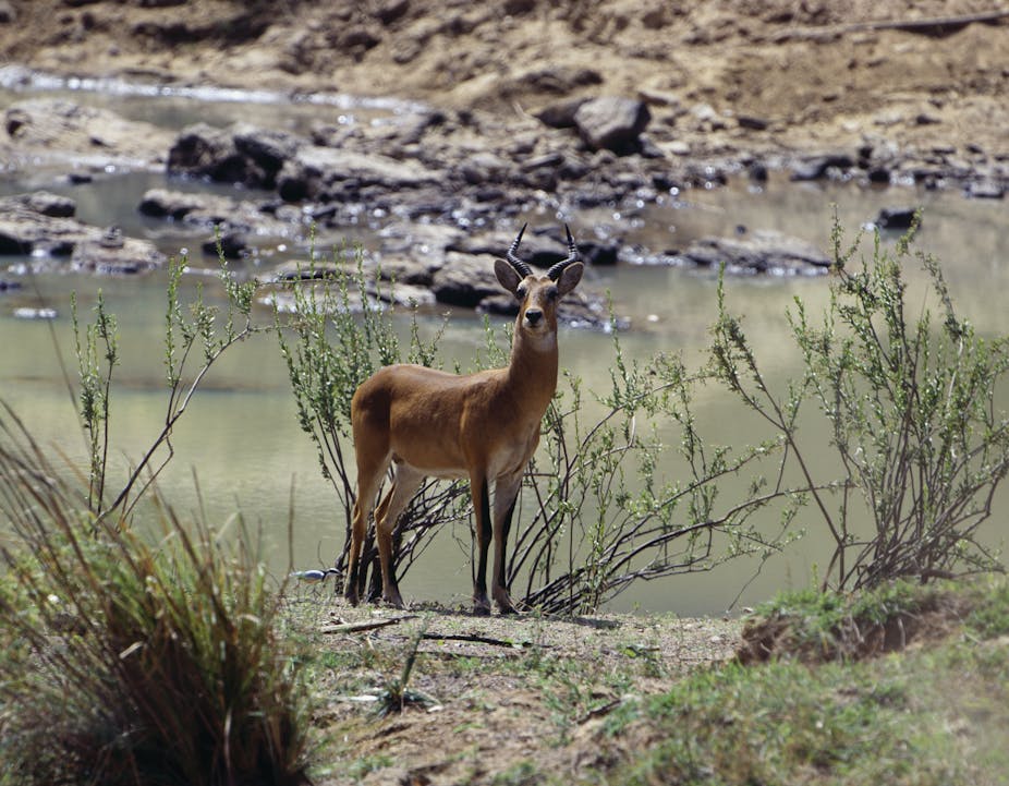 Antelope by the riverside