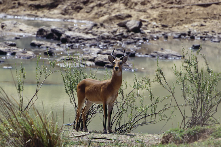 Antelope by the riverside