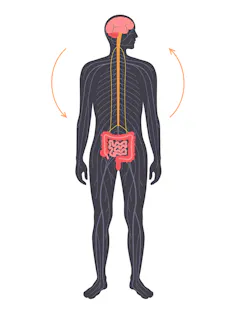 Human silhouette showing the gut-brain connection