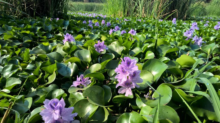 Photo showing the invasive nature of water hyacinth, with purple flowers in a field of green.