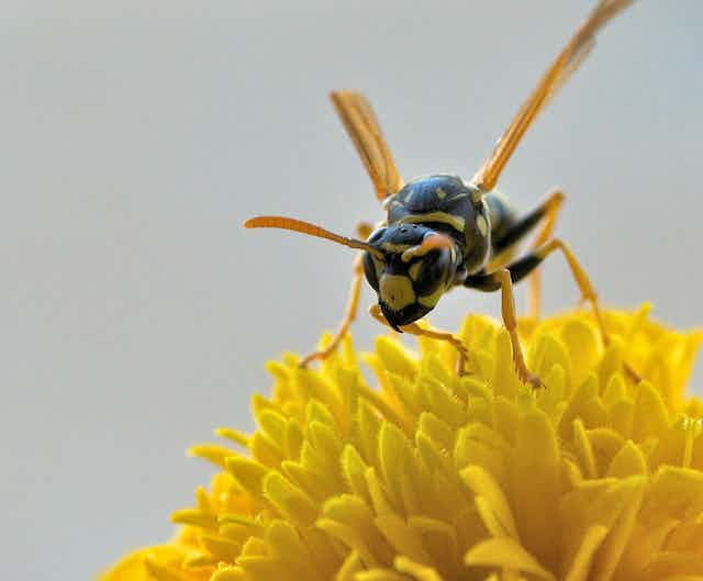 A photo of a wasp perched on a yellow flower.