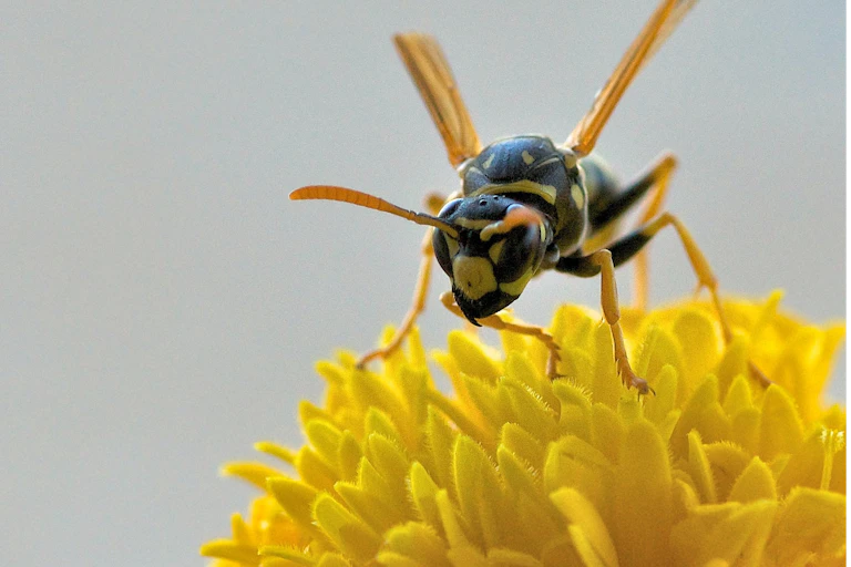 A photo of a wasp perched on a yellow flower.