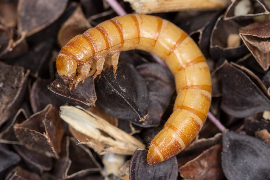Yellow mealworm on a bed of leaves