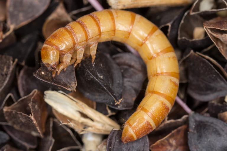 Yellow mealworm on a bed of leaves