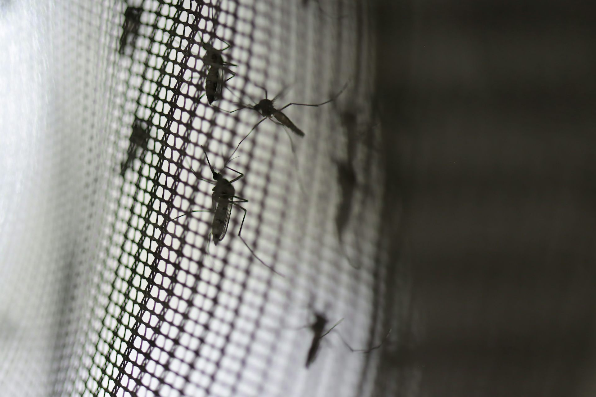 It’s warming up and mozzies are coming. Here’s how to mosquitoproof your backyard