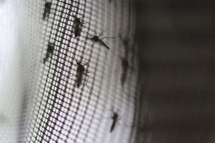 Mosquitoes on screening