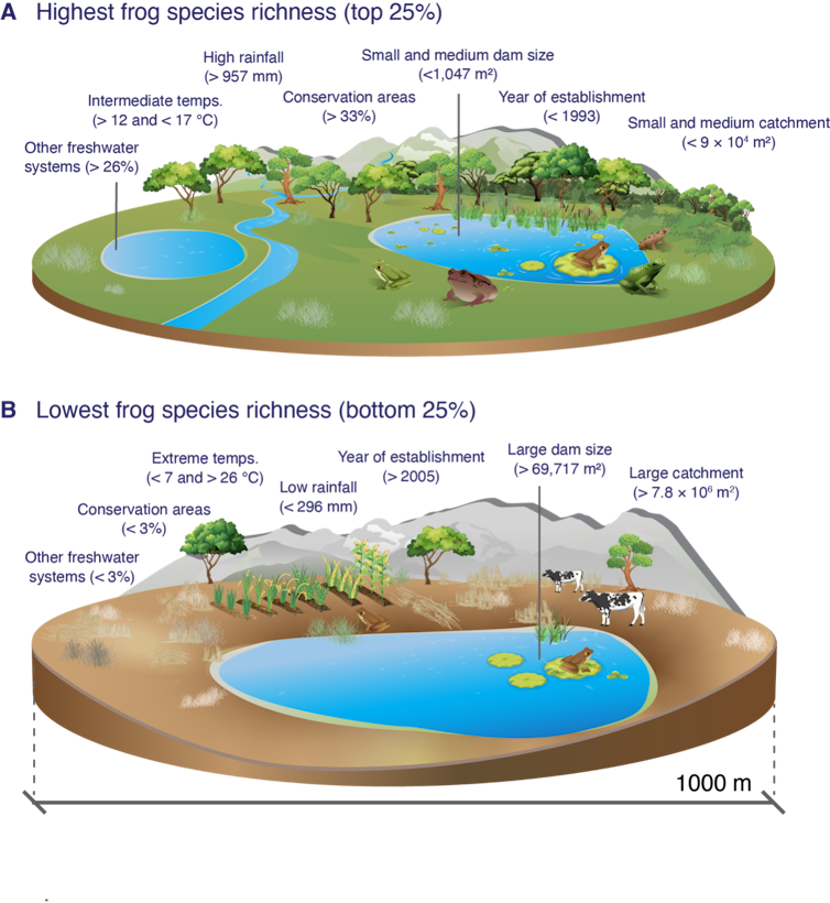 figure showing richer and less rich farm dam frog biodiversity