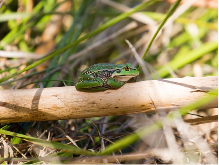 growling grass frog