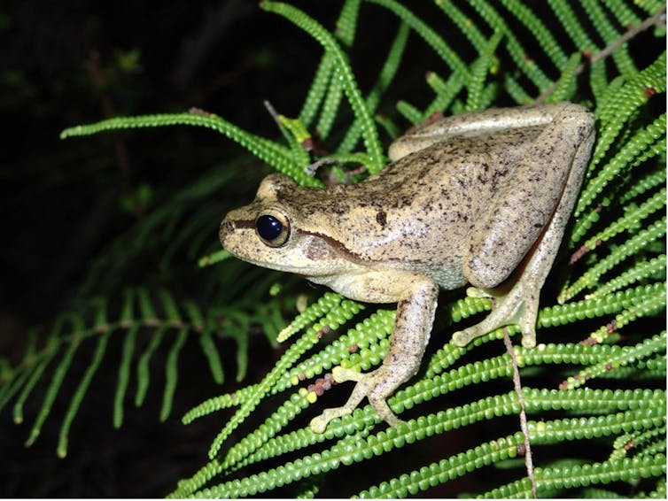 northern heath frog