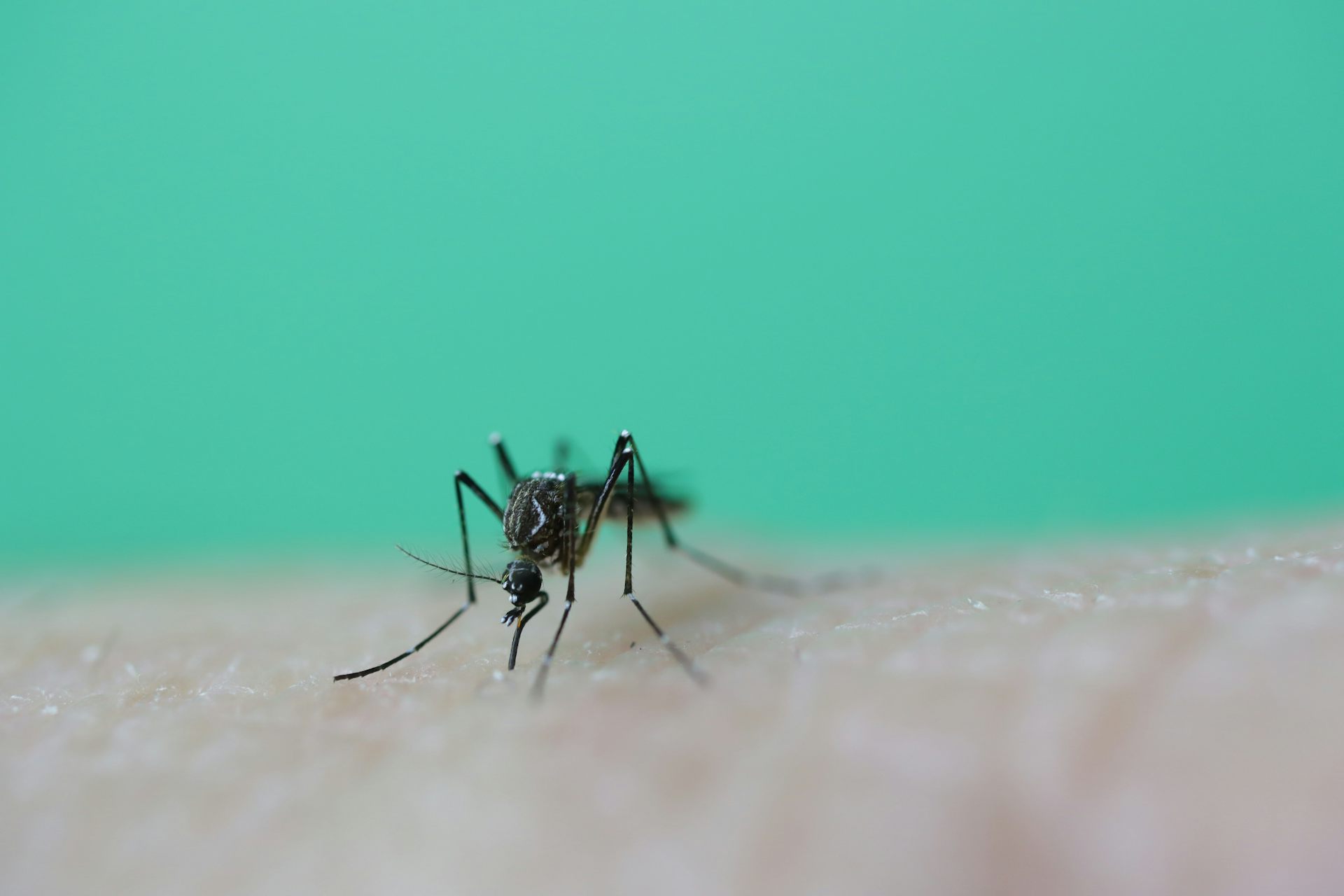 It's warming up and mozzies are coming. Here's how to mosquito-proof your backyard
