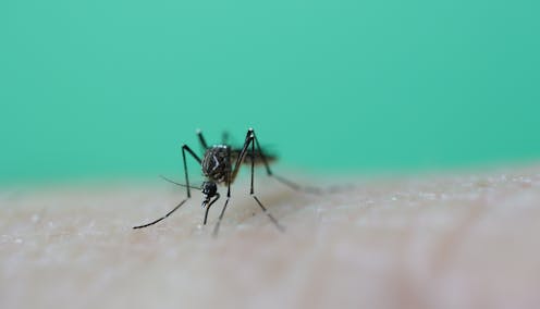 It's warming up and mozzies are coming. Here's how to mosquito-proof your backyard