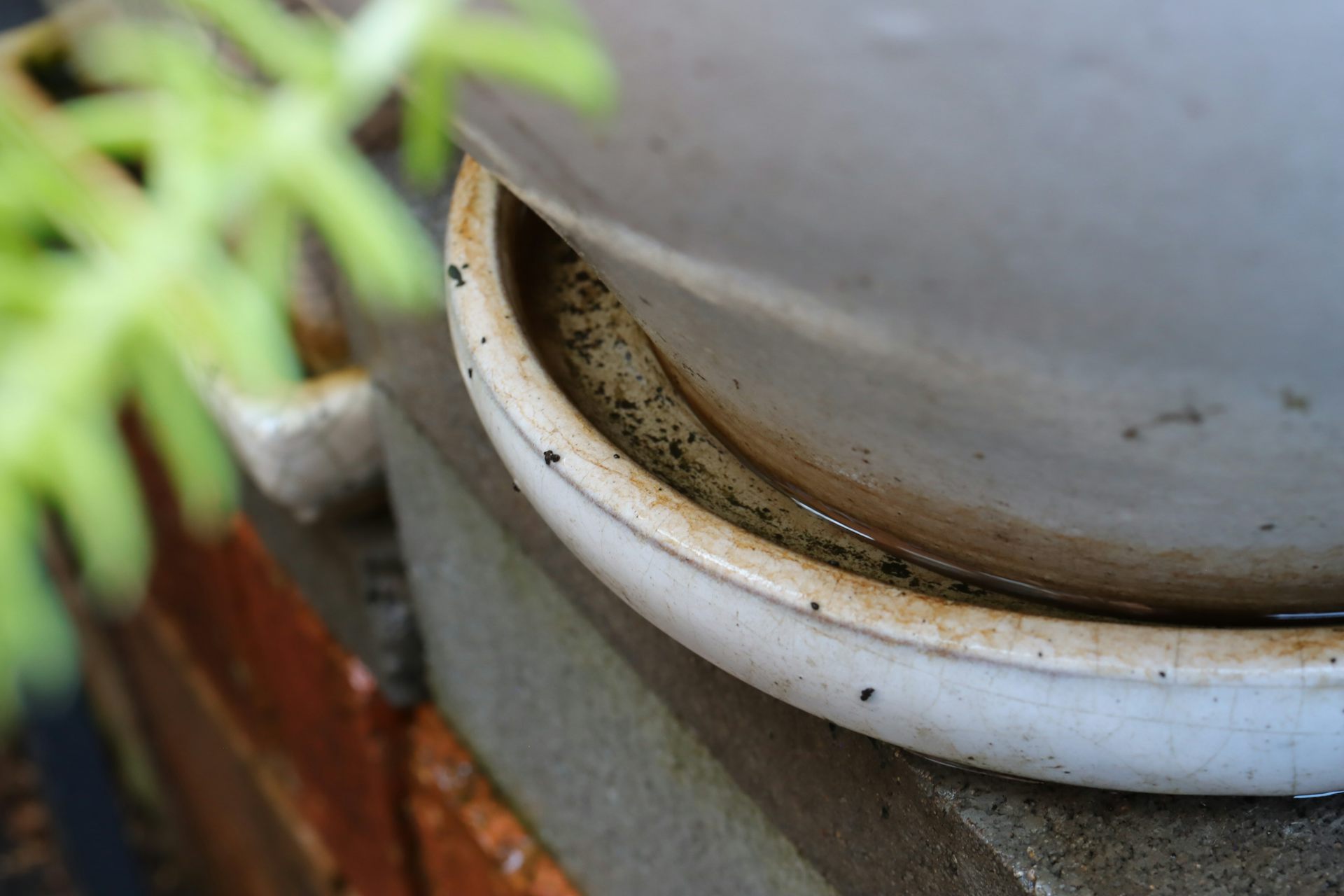 Water filled potted plant saucer