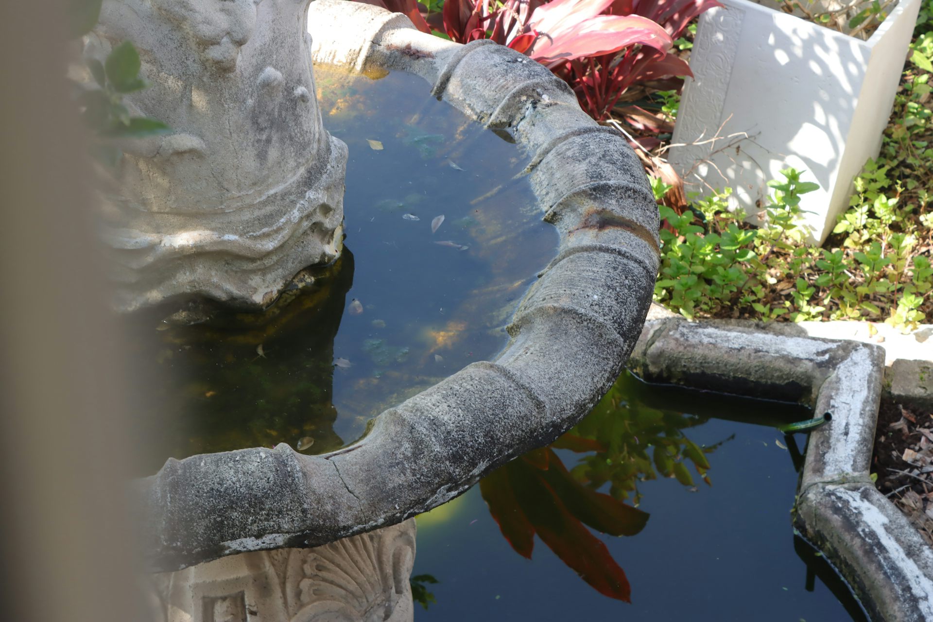 Fountain filled with stagnant water