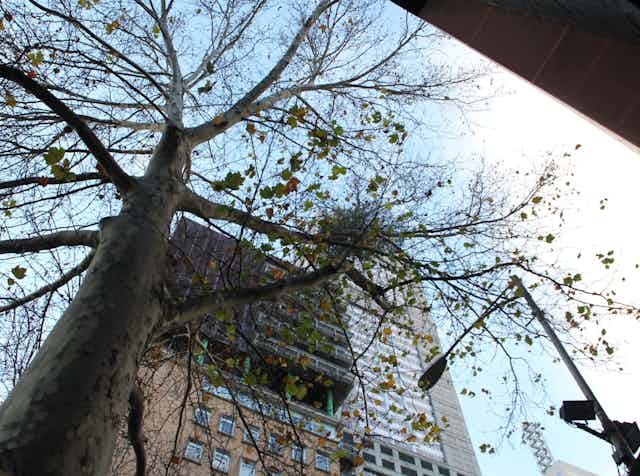 Looking up through plane tree branches at a mistletoe clump with a high office block behind it