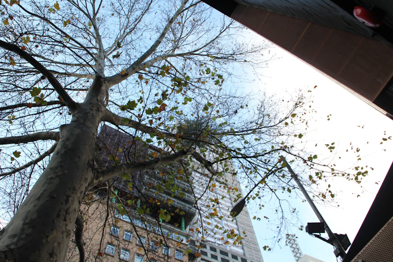 Looking up through plane tree branches at a mistletoe clump with a high office block behind it